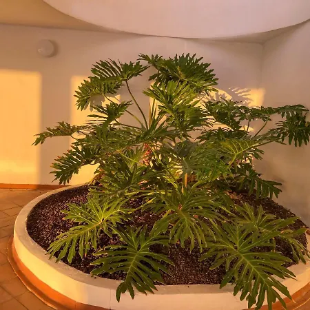 Apartamento Sunrise Costa Adeje (Tenerife)
